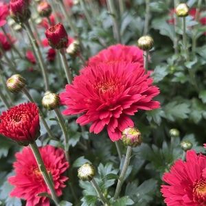 Meet your Posher, Jacqueline storey